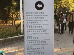 -三里屯东五街银杏大道