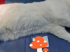 -西安京西宠物医院·瘫痪·疑难杂症