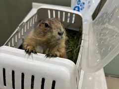 -菲尔斯特宠物医院