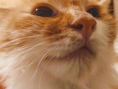 -瑞派福兴宠物医院犬猫全科·骨科·中西医结合(河东店)