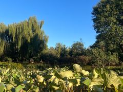 -燕郊植物园