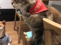 -猫色咖啡·猫咖