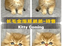 -小猫来了·猫舍(红山六九七九店)