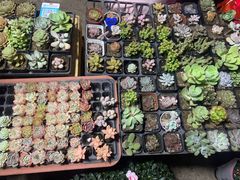 -中环花鸟鱼虫市场