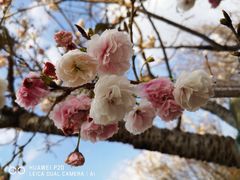 -天适樱花悠乐园