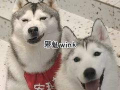-Husky Go!哈士奇体验馆·宠物咖啡厅狗咖
