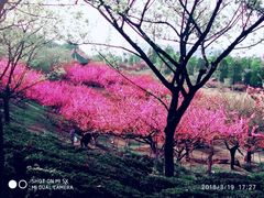 -秀丽东方