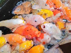 -探花·意境江南菜·唐伯虎文化体验店·松鼠桂鱼(观前店)