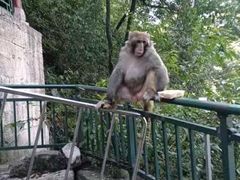 -黔灵山公园