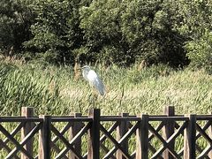 -野鸭湖国家湿地公园