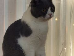 -松果猫咖(桐乡吾悦金街店)