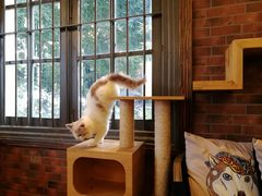 猫-more than meow吴止猫主题餐厅(承德 中船汇店)