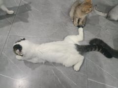 -松果猫咖(桐乡吾悦金街店)
