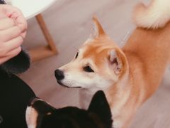 -浣熊柯尔鸭土拨鼠·电玩咖