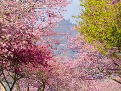-高东镇樱花园