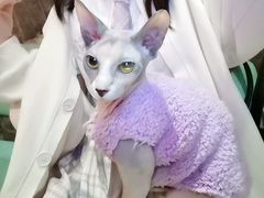 -猫色咖啡·猫咖