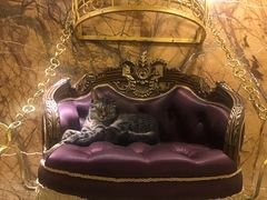 -more than meow吴止猫主题餐厅(承德 中船汇店)