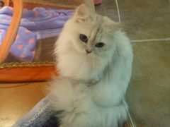 -李小姐の猫咖啡馆(五角场店)