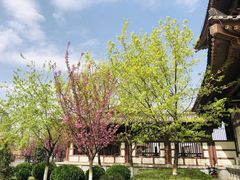 -西安青龙寺遗址景区