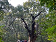 -紫金山山顶公园