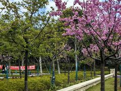 -新江湾城公园