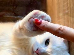 -李小姐の猫咖啡馆(五角场店)
