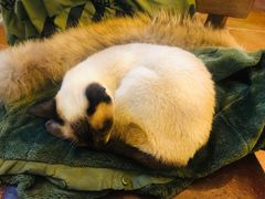 -李小姐の猫咖啡馆(五角场店)