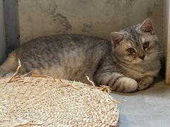 -猫儿山۰猫主题餐厅