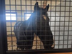 -北京群众马术培训基地