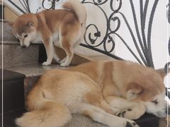 -喜柴咖啡·柴犬狗咖