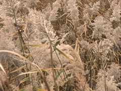 -野鸭湖国家湿地公园