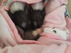 -浣熊柯尔鸭土拨鼠·电玩咖