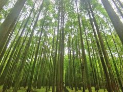 -武陵山森林公园