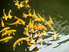 -觀芷隐轩