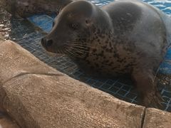 -芜湖新华联大白鲸海洋公园