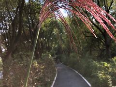 -新江湾城公园