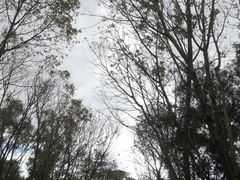-番禺大夫山森林公园