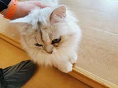 -猫腻·猫咖·撸猫馆(星光大道店)