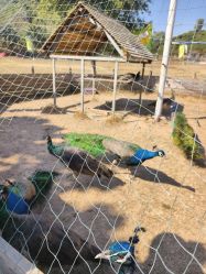 -阿菠萝小猪农场·萌宠乐园·亲子游·研学