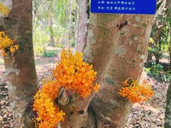 -中国科学院西双版纳热带植物园
