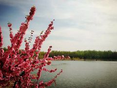 -大兴滨河森林公园