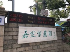 -嘉定紫藤园
