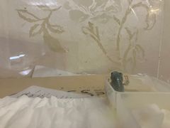 -酷以爬仙阁实体爬宠店·守宫·蜥蜴·专业繁育