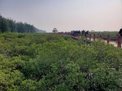 -北海金海湾红树林生态旅游区