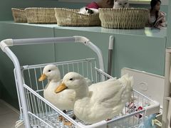 -怪兽屋·羊驼·猫咖·狗咖(俊华广场店)