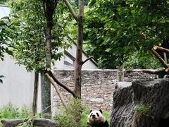 -卧龙中华大熊猫苑神树坪基地