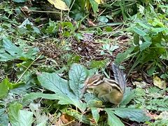 -五营红松林海景区