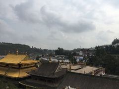 -塔尔寺-菩提树