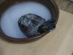 -灵龟之家百象馆(百象馆联合旗舰店)