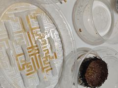 -海胆小馆(东北水饺·春柳店)